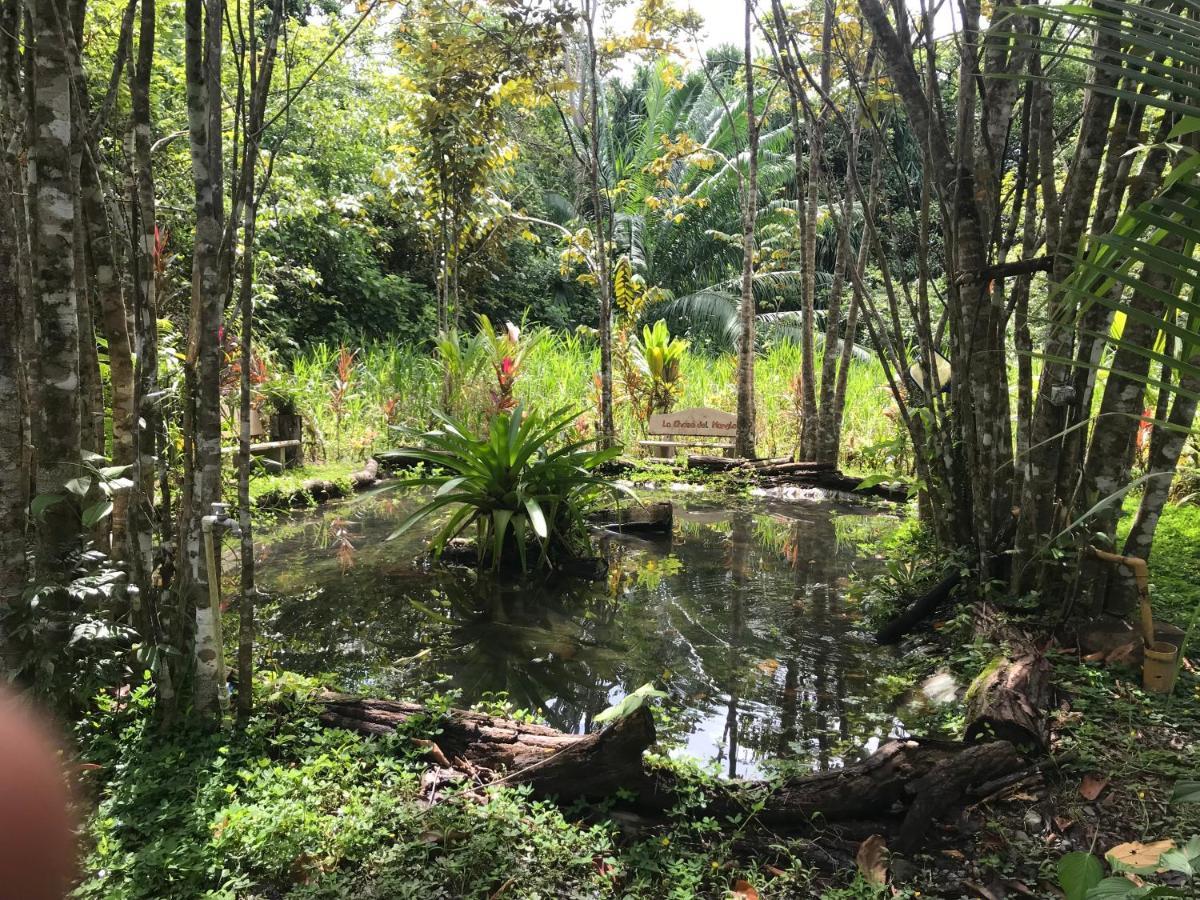 Chosa Manglar Suites & Cabins Puerto Jiménez Buitenkant foto