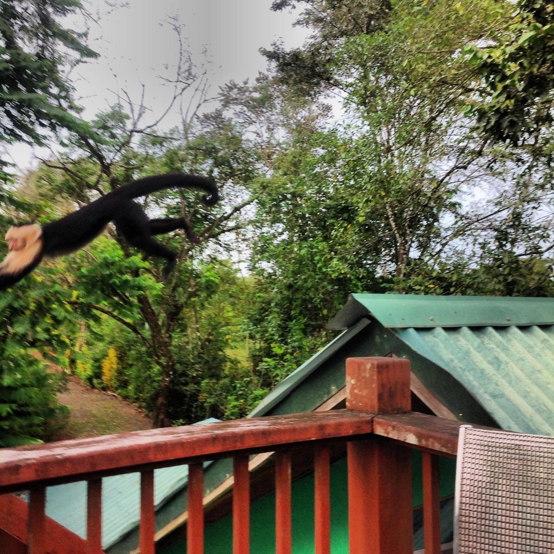Chosa Manglar Suites & Cabins Puerto Jiménez Buitenkant foto